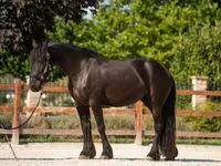 مادیان, Friesian — عکس 2