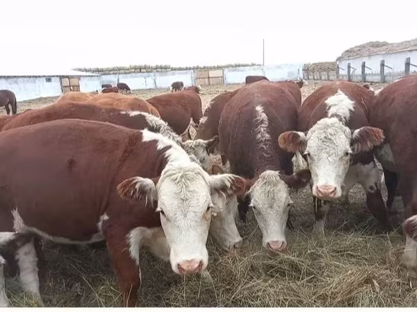 گاو ماده, گاو سفیدسر قزاقستانی