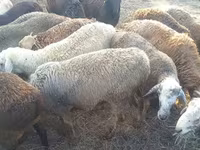 Κριός, Dorper sheep — φωτογραφία 8