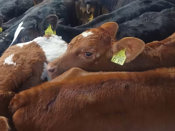 گاو نر, Simmental cattle