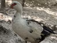 Domestic Muscovy — foto 3