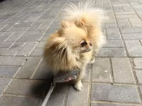 🐶 Satılır – Çox Şirin Dişi Pomeranian (Spitz) 🐶 2 yaşlı, dişi, çox — عکس 4