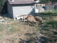 Wad, Sheep — sawirka 4
