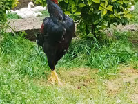 Chickens — عکس 3
