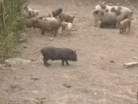 Knur, Świnie — zdjęcie 1