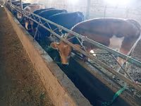 İnek, Swiss cattle — foto 4