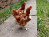 Chickens — عکس 2