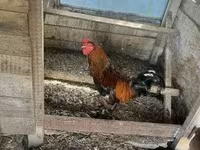 Chickens — फ़ोटो 4