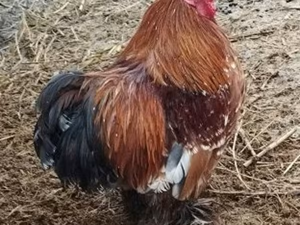 Pekin Bantam