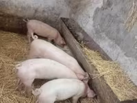 Babi betina, Pigs — foto 1