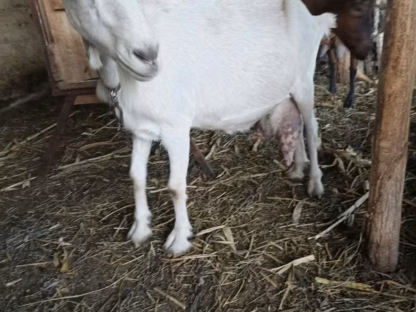 بز ماده, Saanen goat