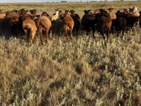 በግ, Sheep — ፎቶ 3