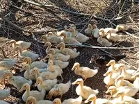 Ducks — عکس 4