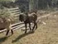 Koza, Alpine goat — zdjęcie 6