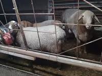 Dume la kondoo, Edilbay sheep — picha 7