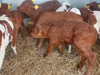 Tyre, Simmental cattle — foto 8