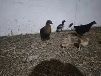 Chickens — photo 1