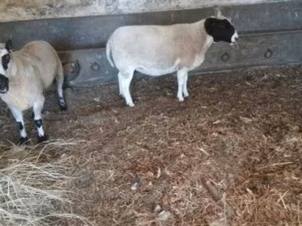 Carnero, Dorper sheep