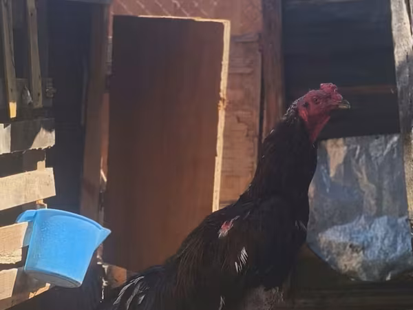 Chickens