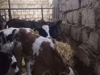 Skot (série, pohlaví neuvedeno), Simmental cattle — foto 1
