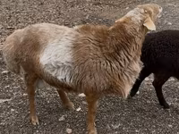 Kambing jantan, Sheep — foto 4