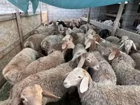 میش, گوسفند — عکس 4