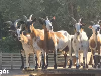 Kambing betina, Nigerian dwarf goats — foto 4