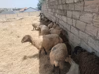 Biri-biri (lot, jantina tidak dinyatakan), Sheep — foto 2