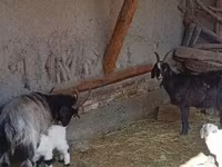 Ri’ dhaddig, Goats — sawirka 2
