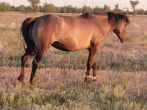 مادیان, Mugalzhar horse