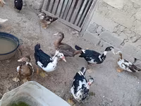 Ducks — sawirka 5