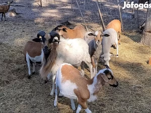 Кочкор, Камерундук кой