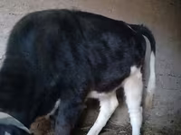 Lembu ternakan (lot, jantina tidak dinyatakan), Russian Black pied cattle — foto 3