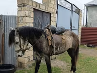 Faras, Azerbaijan horse — sawirka 3