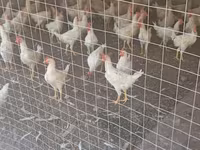 Chickens — zdjęcie 3
