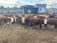 Сиыр, Swiss cattle — 4-сурет