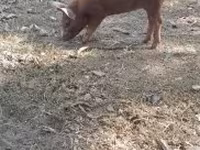 Babi hutan, Дюрок — foto 7