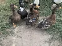 Ducks — عکس 2