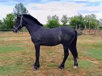 Cavalo, Cavalos — foto 2