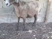 Montone, Pecore — foto 3