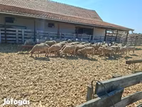 Ovce, Merino sheep — foto 4