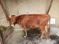 گاو ماده, گاو — عکس 3