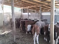 Lembu jantan, Hereford — foto 2