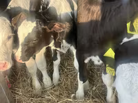 Говеда (партида, пол не е посочен), Russian Black pied cattle — снимка 2