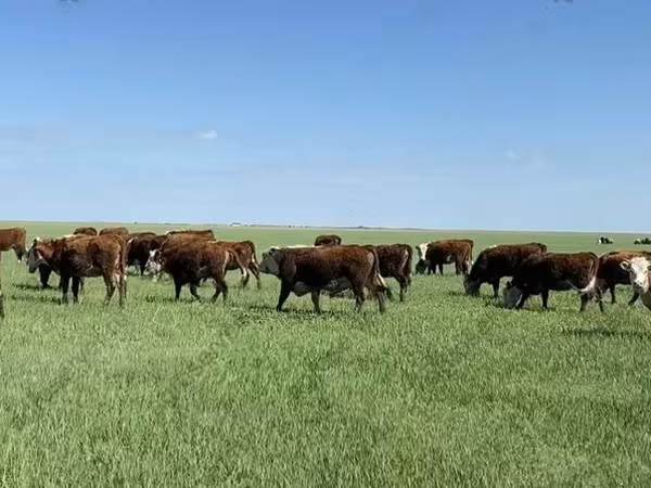 Vaca, Hereford