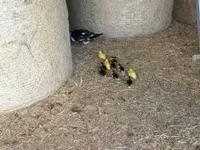 Ducks — акс 5
