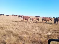 مادیان, Horse breed — عکس 3