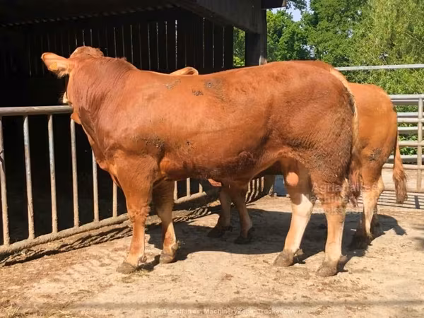 Limousin cow