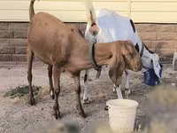 Koza, Beetal goats — foto 2