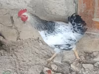 Chickens — عکس 2